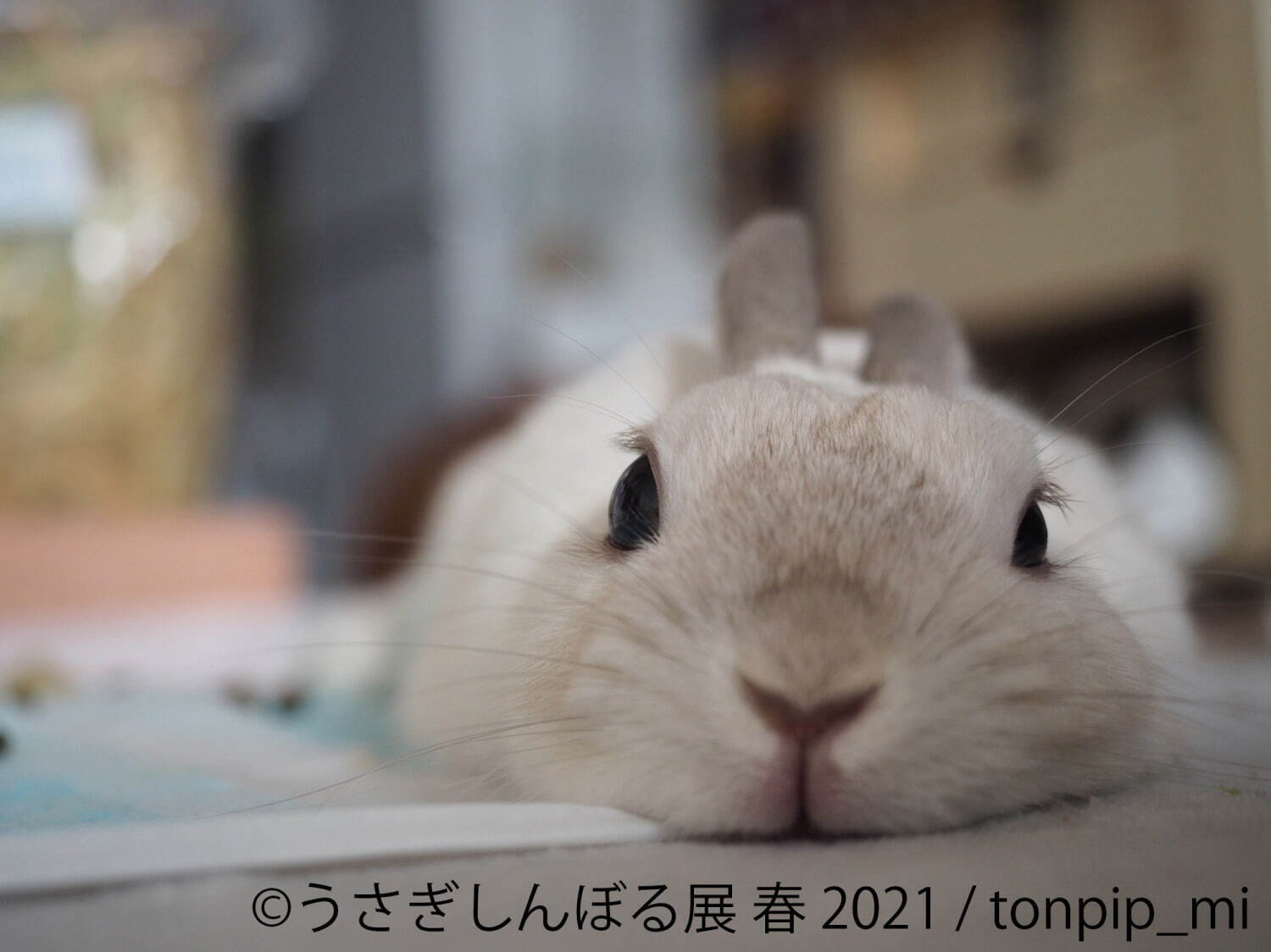 うさぎの合同写真展「うさぎしんぼる展」名古屋で、250点以上の癒やし作品＆限定グッズ販売｜写真8