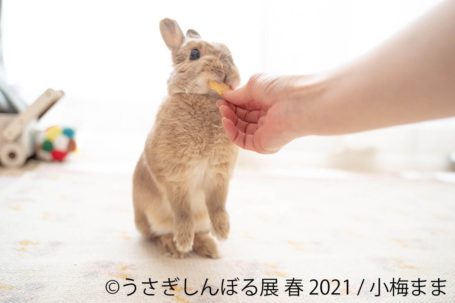 うさぎの合同写真展「うさぎしんぼる展」名古屋で、250点以上の癒やし作品＆限定グッズ販売｜写真4