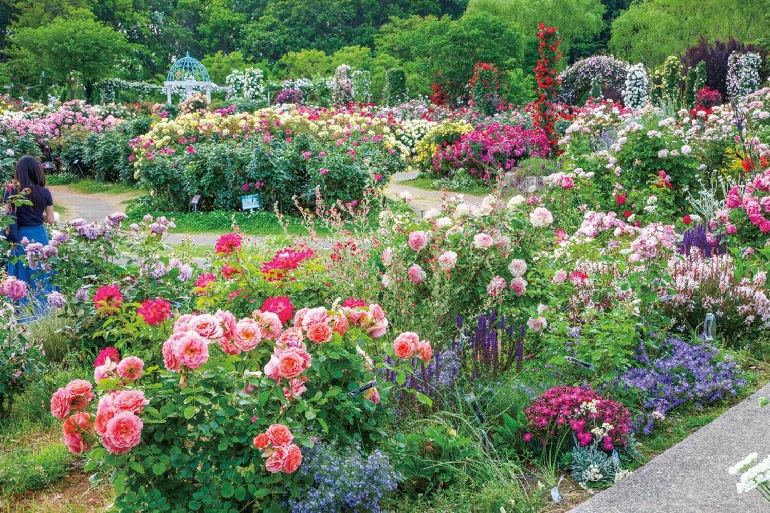 京成バラ園 1 600品種1万株の薔薇が咲き誇る スプリングフェスティバル 薔薇を使った巨大アートも ファッションプレス