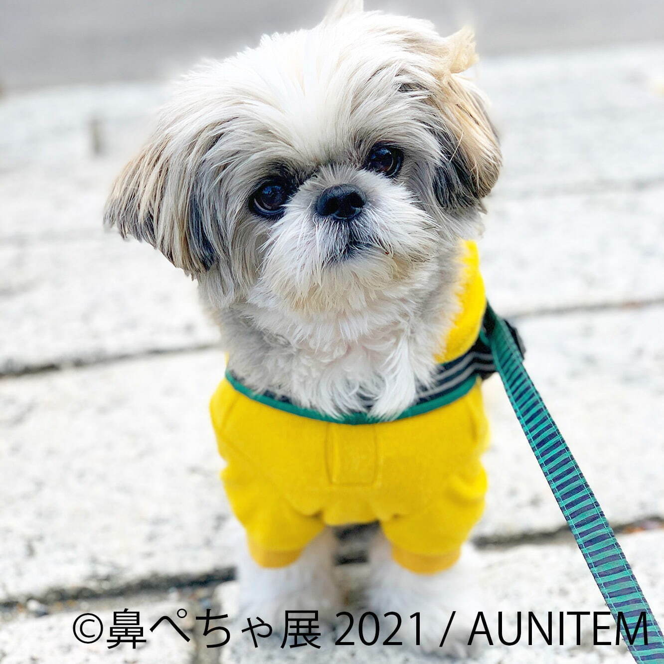 鼻ぺちゃ犬 の合同写真展 物販展が調布パルコで ぶひ可愛い 犬作品やグッズ集結 ファッションプレス