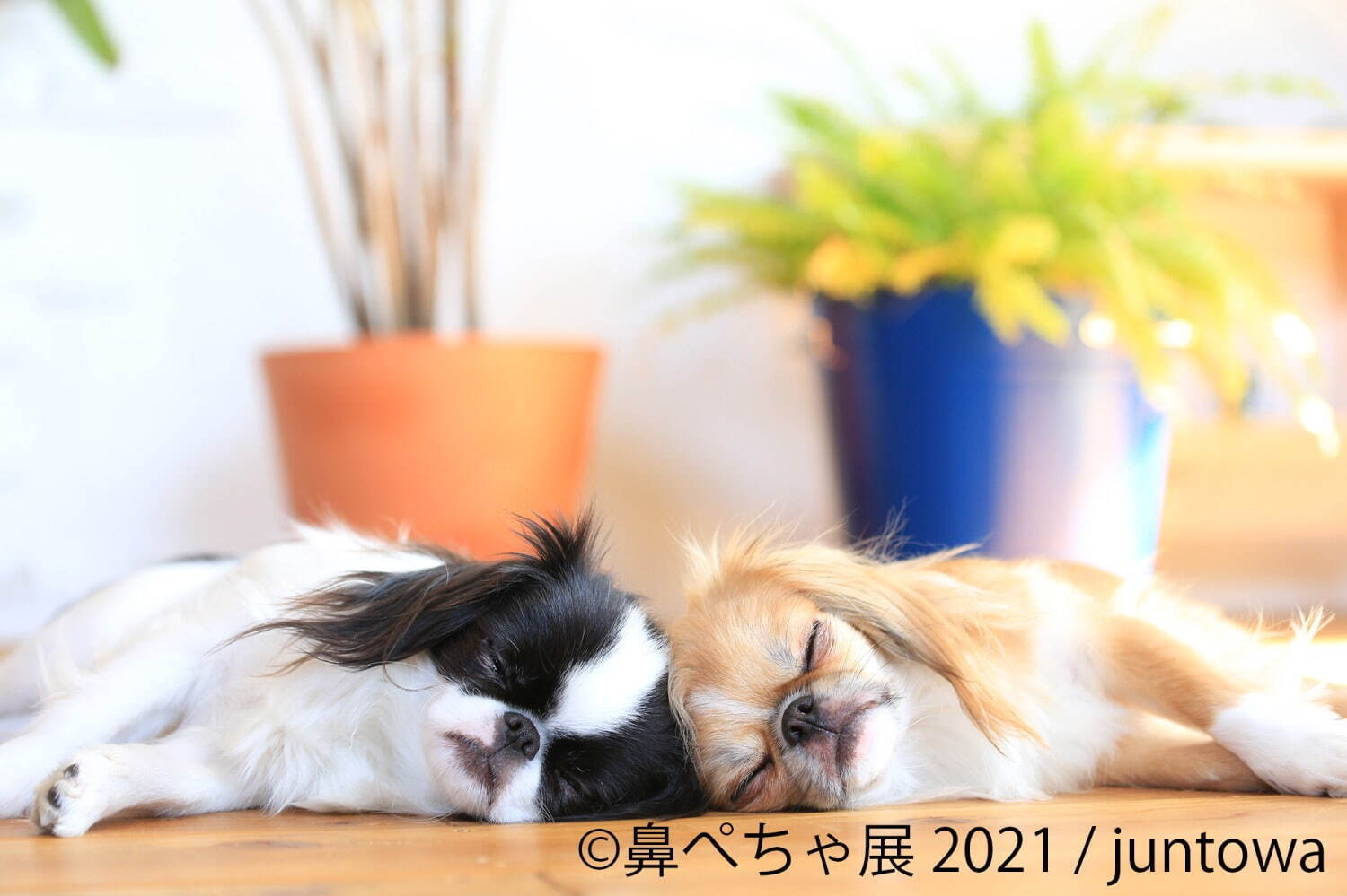 “鼻ぺちゃ犬”の合同写真展＆物販展が調布パルコで、“ぶひ可愛い”犬作品やグッズ集結｜写真7