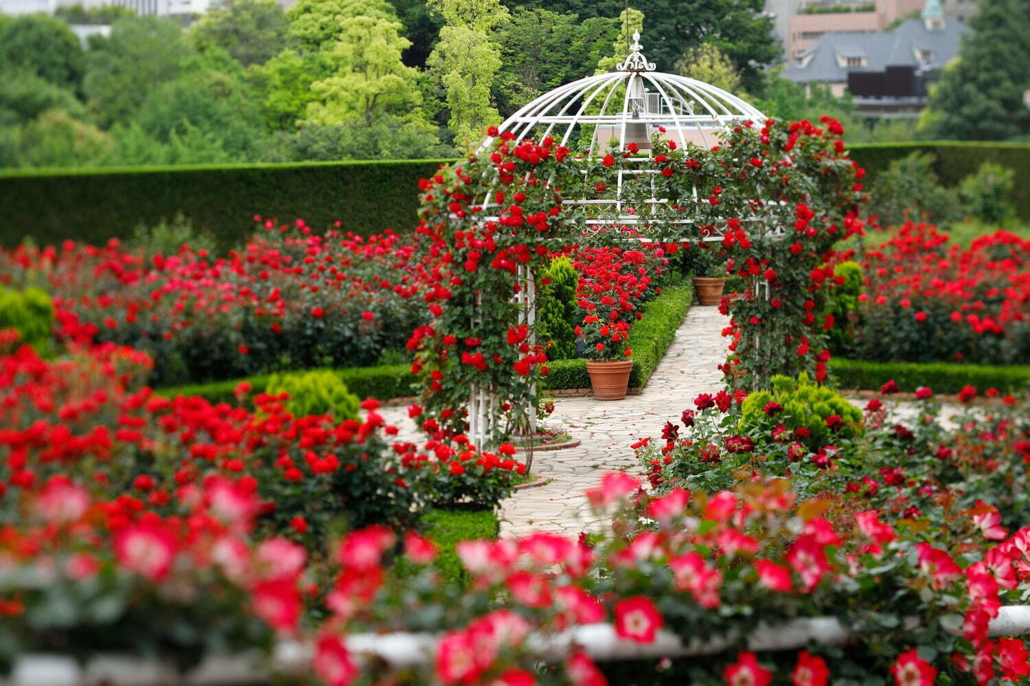 赤いバラ3万輪が咲く屋上庭園 ホテルニューオータニ 東京 に ピエール エルメ パリのスイーツも ファッションプレス