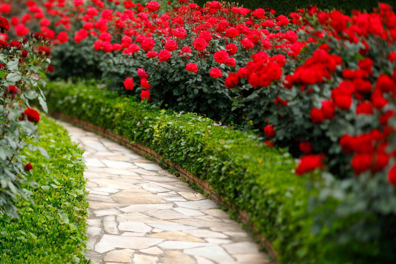 3万輪の赤い薔薇咲く レッドローズガーデン ホテルニューオータニ 東京 で 限定アフタヌーンティーも ファッションプレス