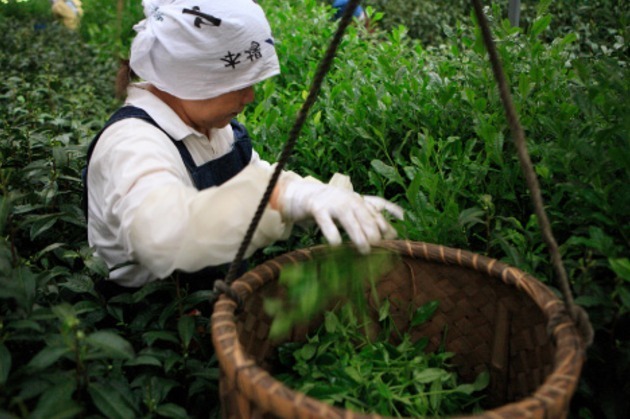 京都北山 マールブランシュ(MALEBRANCHE) お濃茶パンナコッタ｜写真7