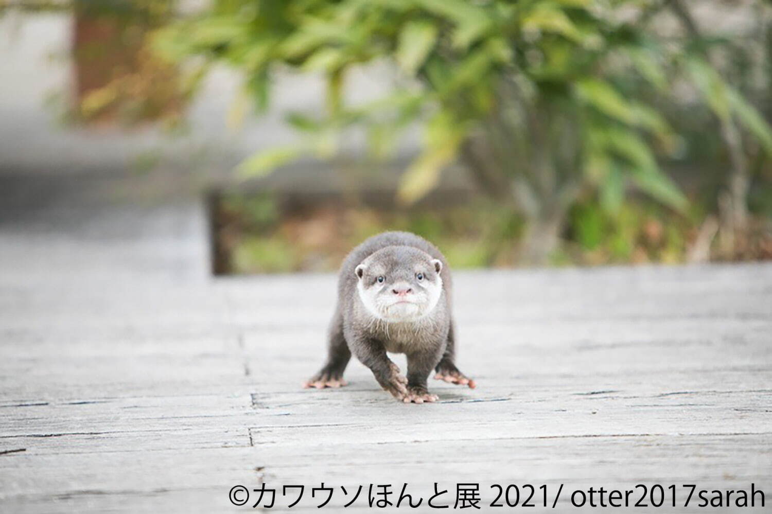 “カワウソ”の写真展「カワウソほんと展 2021」東京＆名古屋で、動画作品やグッズ販売も｜写真7