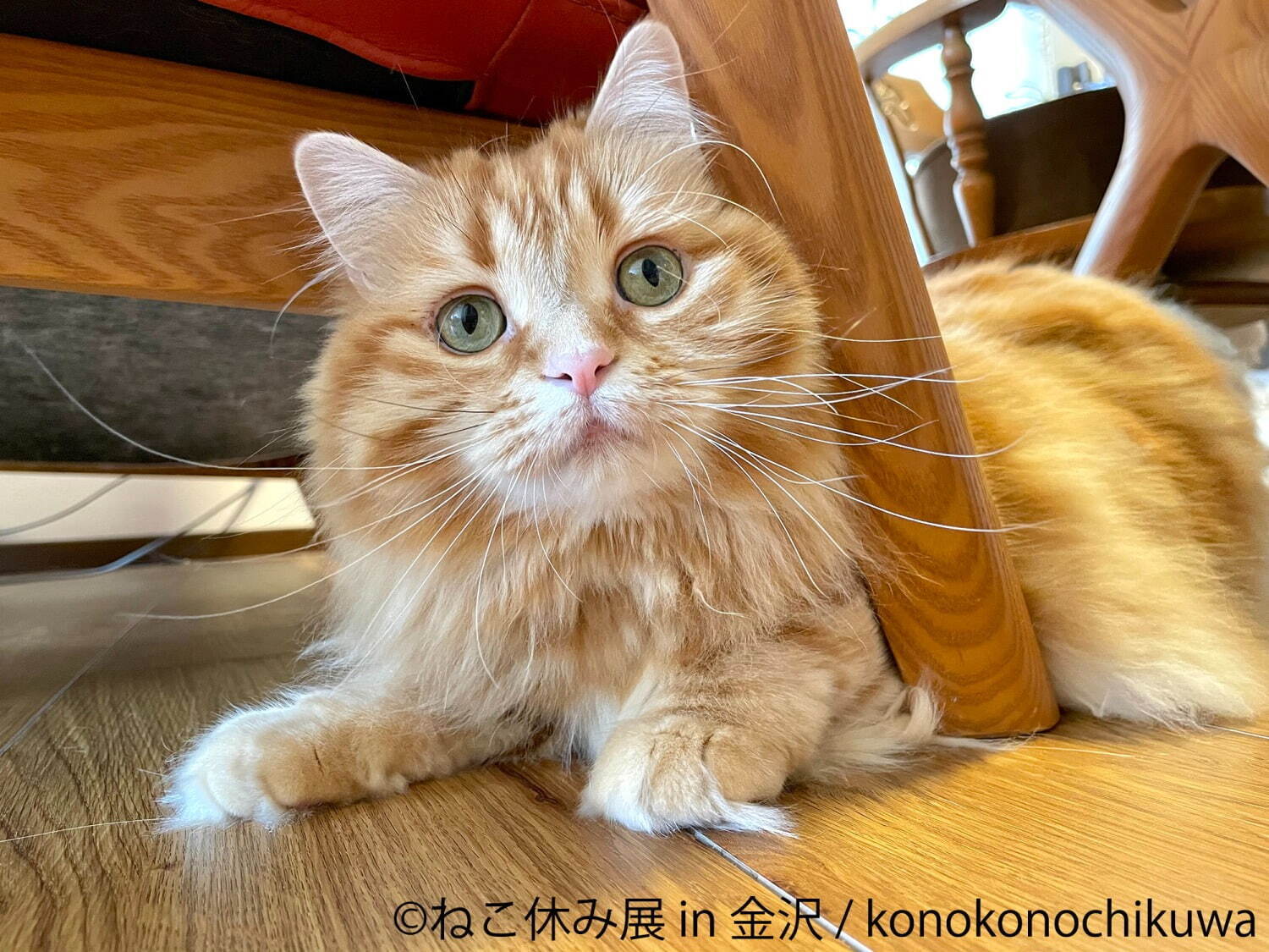 猫の合同写真展 物販展 ねこ休み展 金沢21世紀美術館で 人気 スター猫 作品や猫グッズなど大集結 ファッションプレス