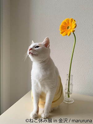 猫の合同写真展＆物販展「ねこ休み展」金沢21世紀美術館で、人気 