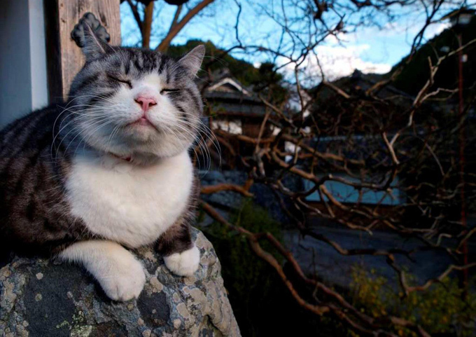 岩合光昭写真展が日本全国で開催 - 夏のねこ祭り｜写真1