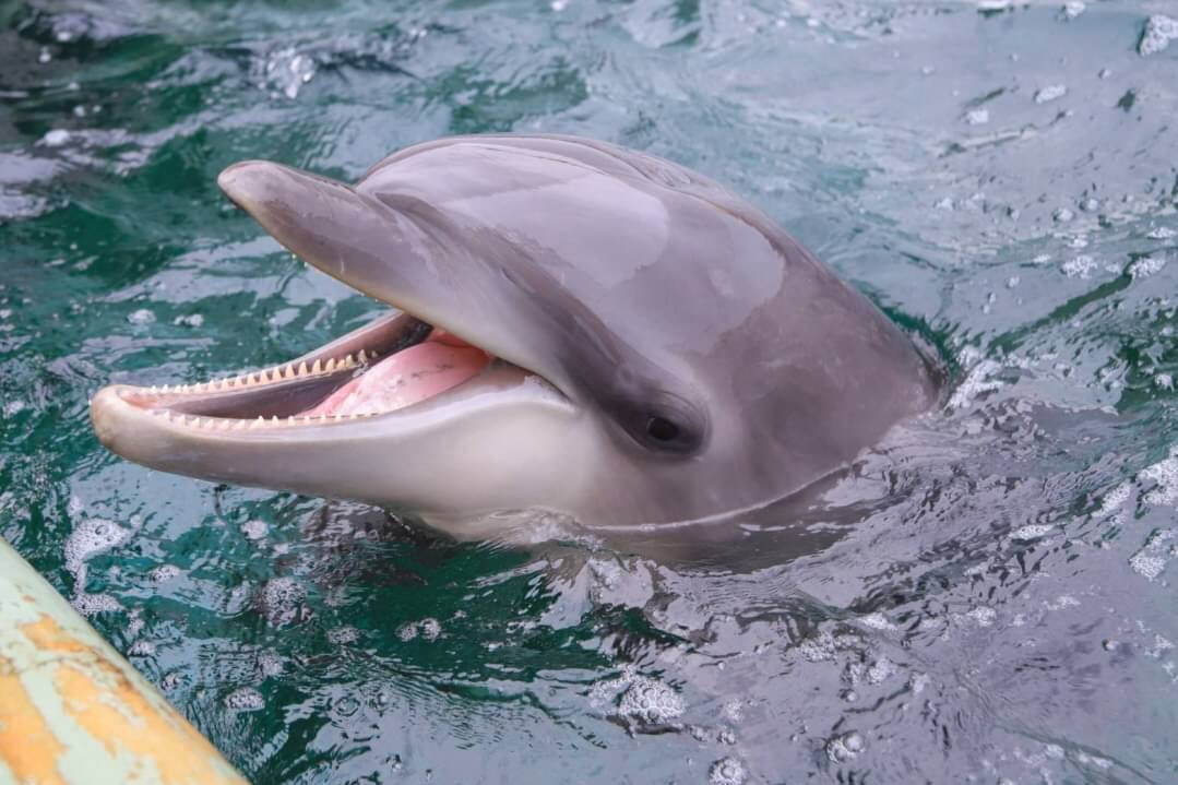 しながわ水族館の特別展『にょろにょろ展』なが～い生き物を紹介、コツメカワウソの初展示も｜写真11