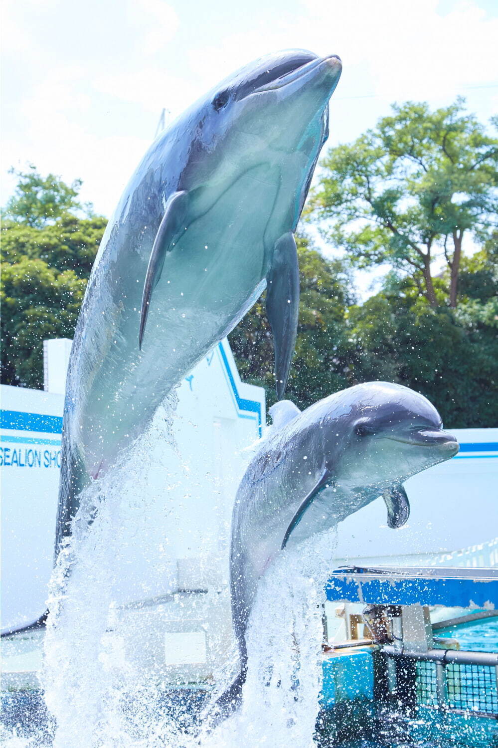 しながわ水族館の特別展『にょろにょろ展』なが～い生き物を紹介、コツメカワウソの初展示も｜写真10