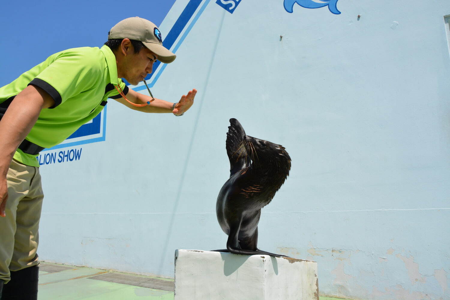 しながわ水族館の特別展『にょろにょろ展』なが～い生き物を紹介、コツメカワウソの初展示も｜写真13