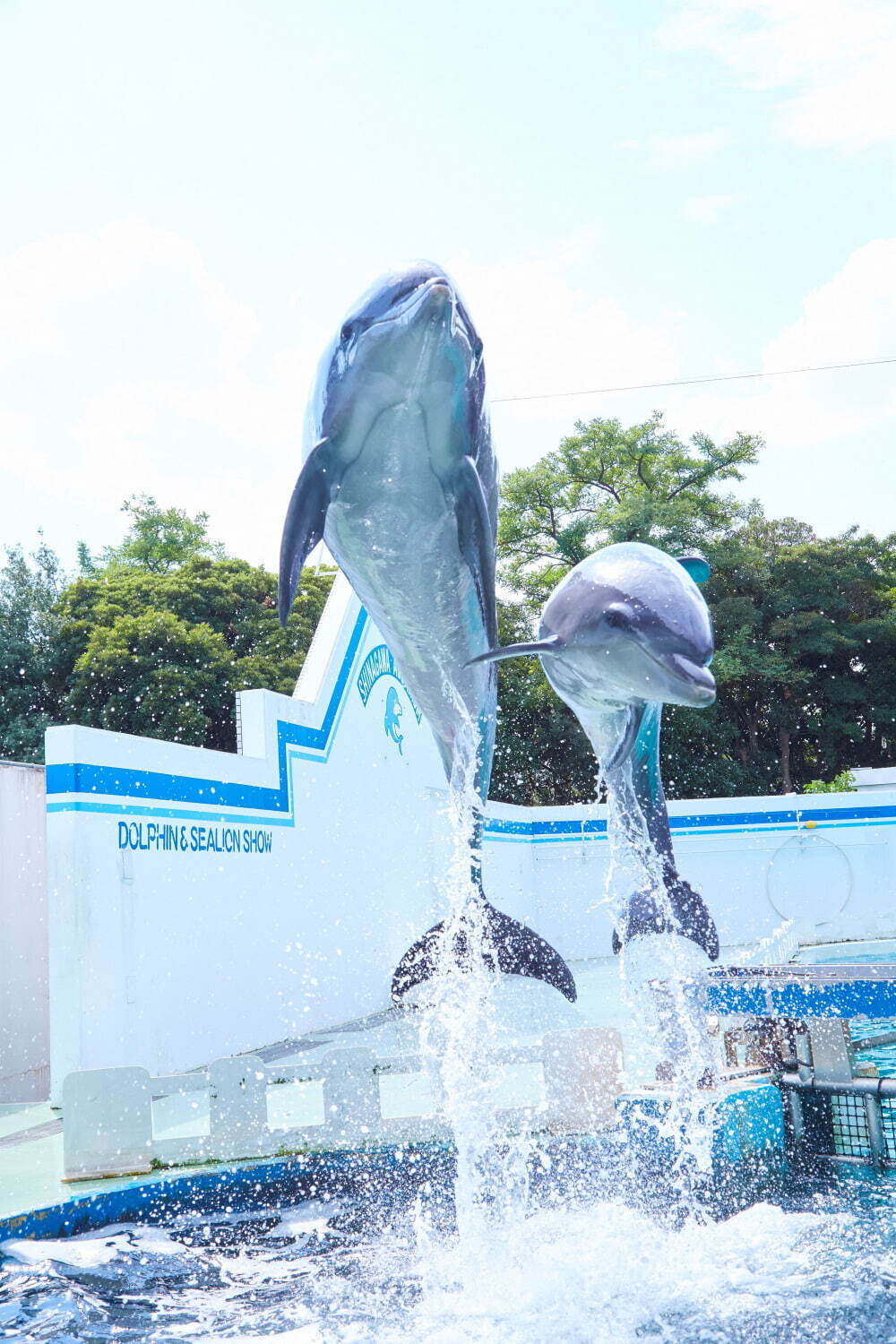 しながわ水族館の特別展『にょろにょろ展』なが～い生き物を紹介、コツメカワウソの初展示も｜写真9