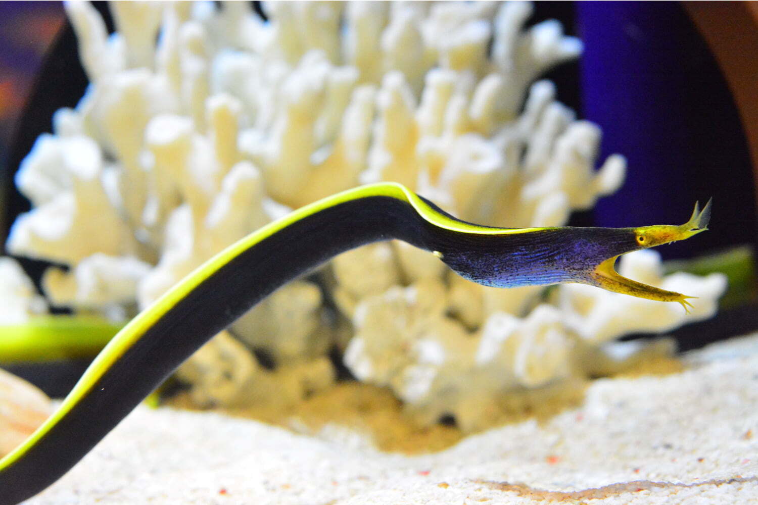 しながわ水族館の特別展 にょろにょろ展 なが い生き物を紹介 コツメカワウソの初展示も ファッションプレス