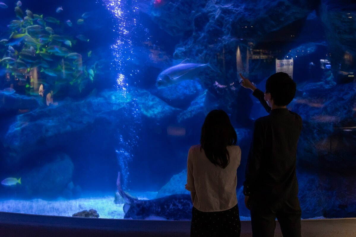 すみだ水族館の夏イベント「ペンギン花火」水中で“花火”と戯れるペンギンたちの姿｜写真6