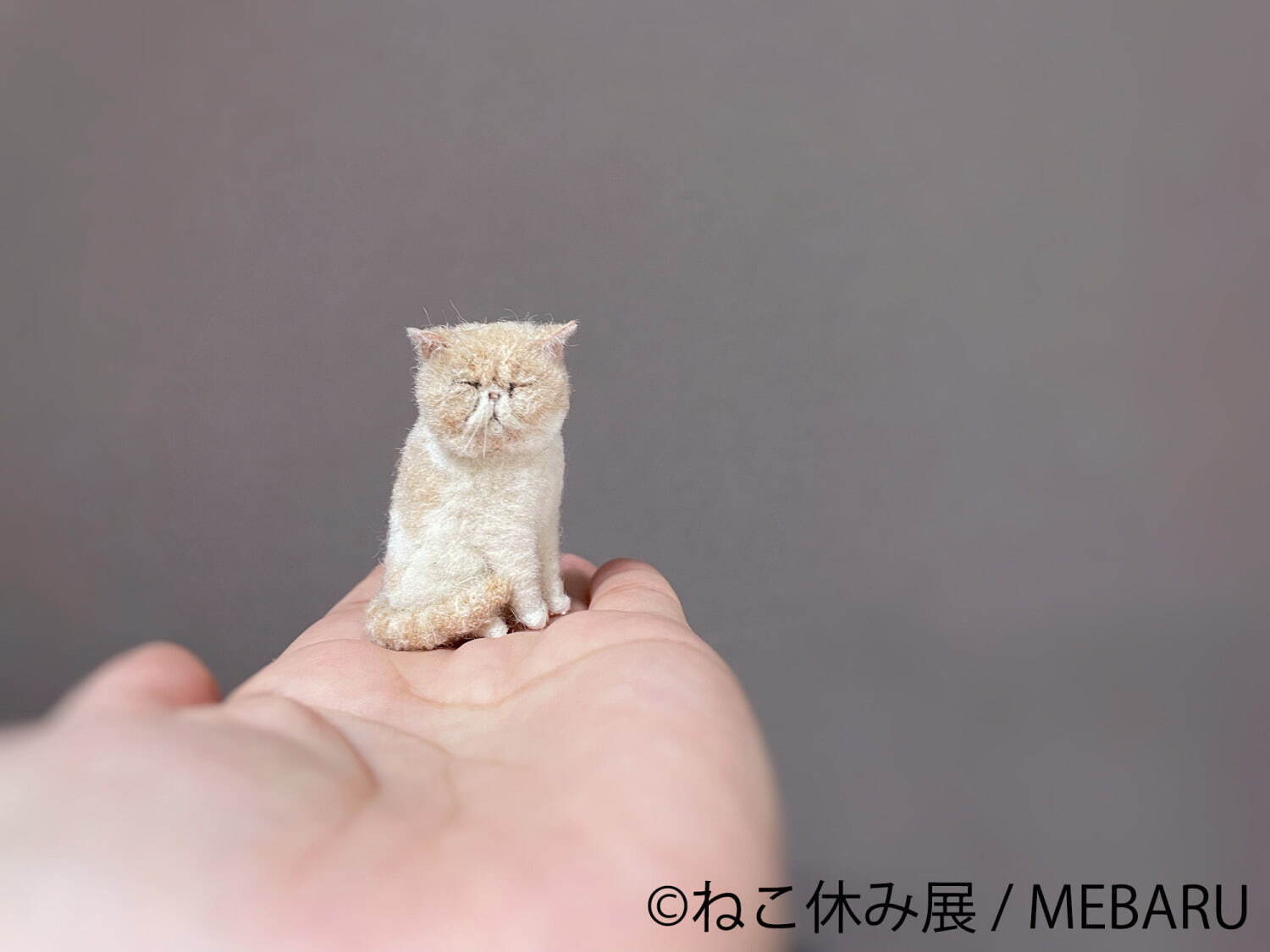 “過去最大規模”癒し猫の写真展「ねこ休み展 夏 2021」東京・浅草で、スター猫の新作＆限定グッズ｜写真17