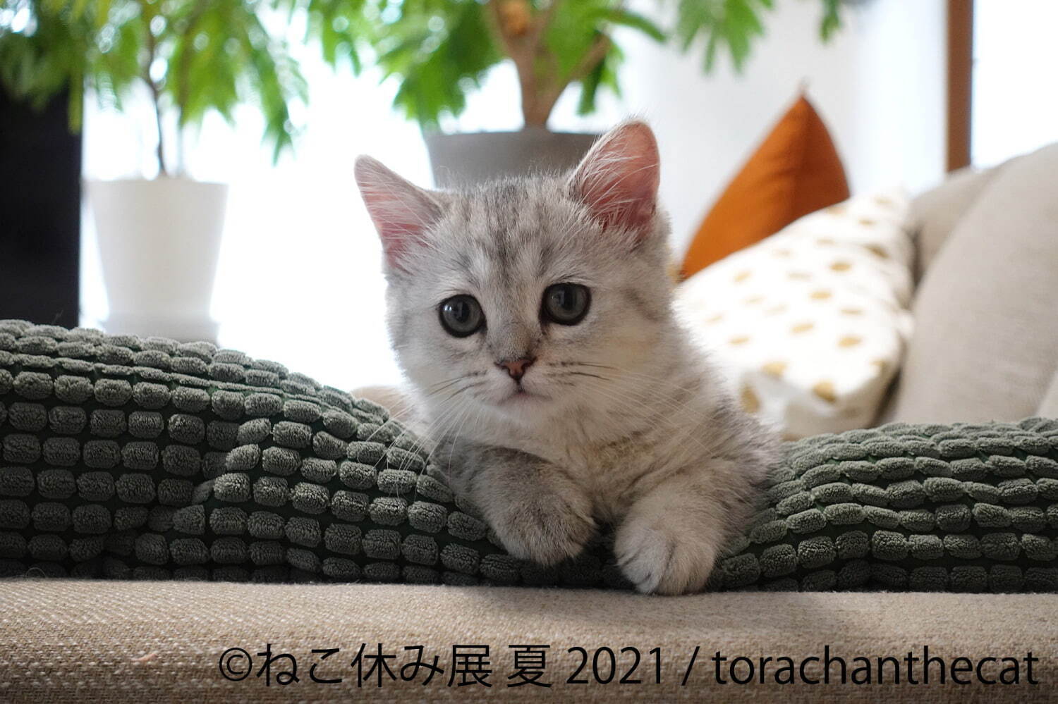 写真15 27 過去最大規模 癒し猫の写真展 ねこ休み展 夏 21 東京 浅草で スター猫の新作 限定グッズ ファッションプレス