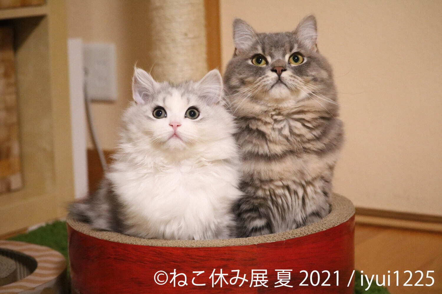 過去最大規模”癒し猫の写真展「ねこ休み展 夏 2021」東京・浅草で