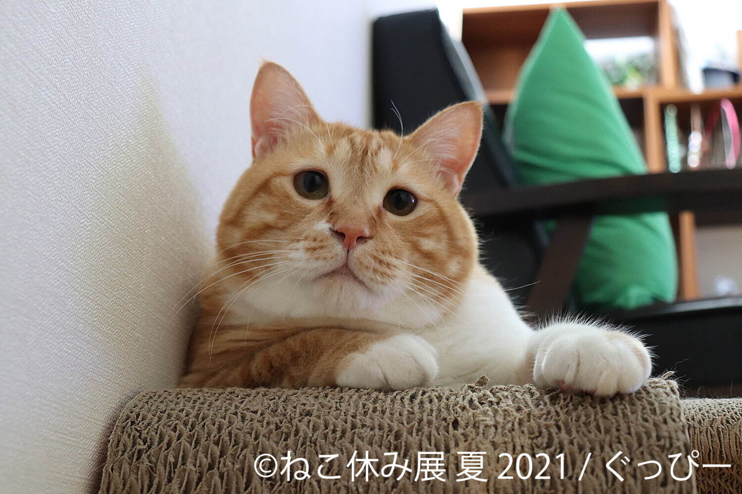 “過去最大規模”癒し猫の写真展「ねこ休み展 夏 2021」東京・浅草で、スター猫の新作＆限定グッズ｜写真2