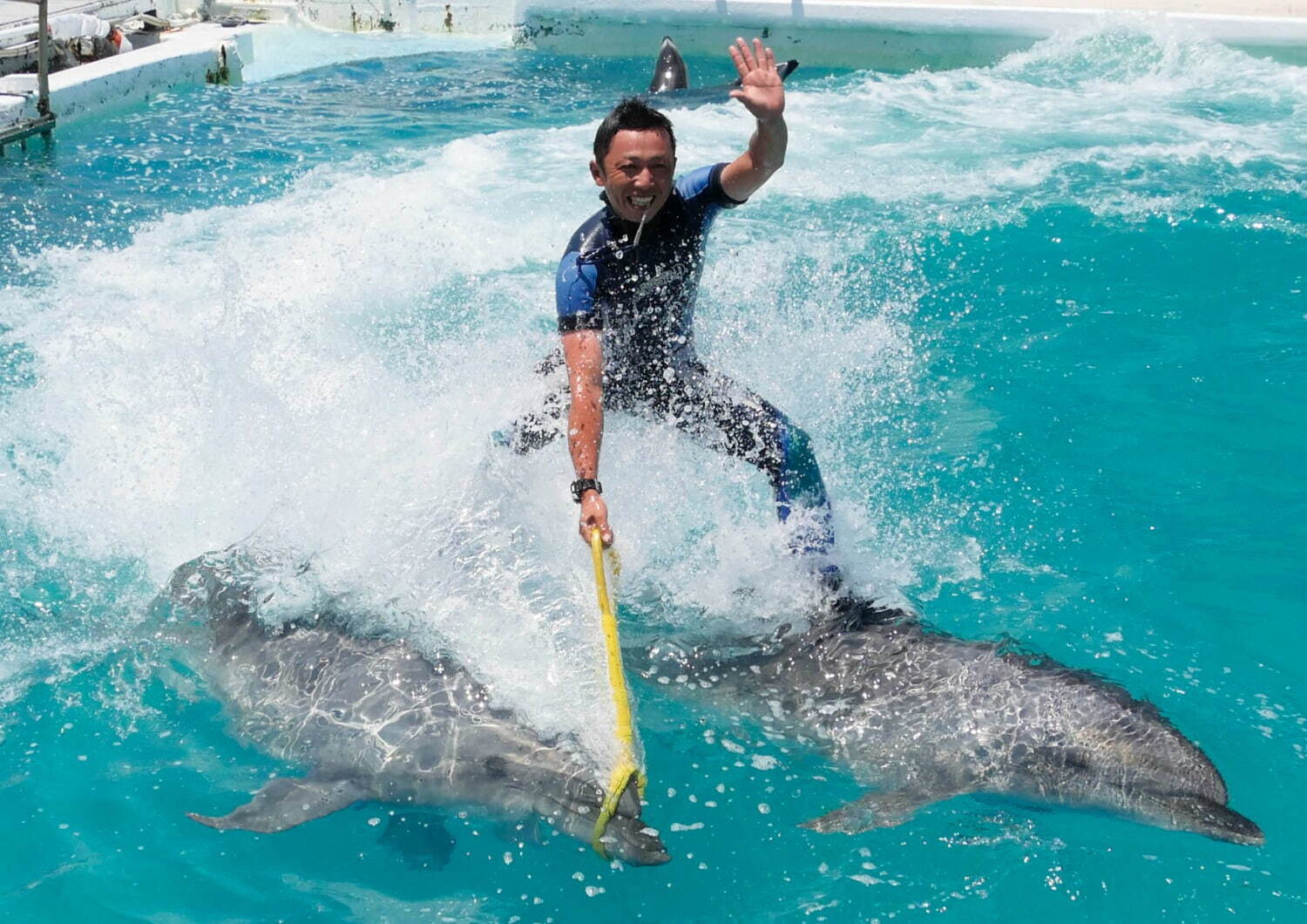 鴨川シーワールドの夏イベント、イルカ＆シャチのパフォーマンスショーや夜の水族館巡り｜写真2