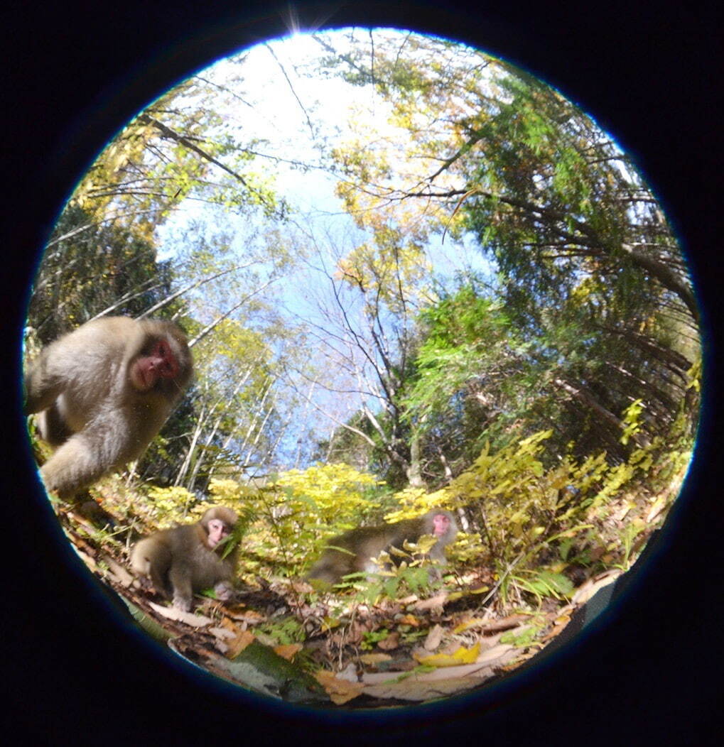 自然界の報道写真家”宮崎学の大規模個展、東京都写真美術館で - 野生動物の素顔を伝える活動を概観 - ファッションプレス