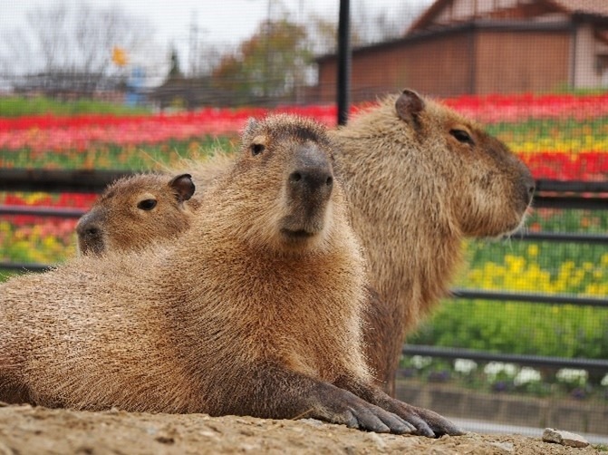 カピバラの“スイカ早食い競争？！”「カピバラスイカパーティー」堺・緑のミュージアムで開催｜写真4