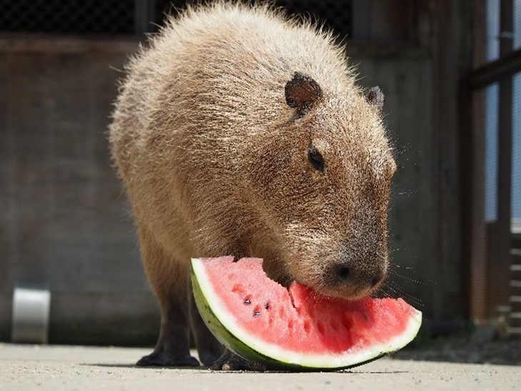 カピバラの“スイカ早食い競争？！”「カピバラスイカパーティー」堺・緑のミュージアムで開催｜写真2