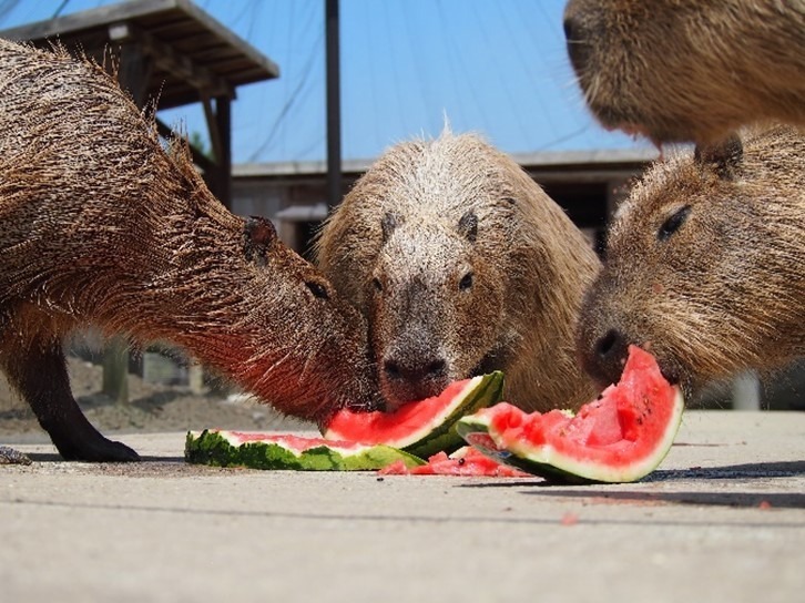 カピバラの“スイカ早食い競争？！”「カピバラスイカパーティー」堺・緑のミュージアムで開催｜写真1