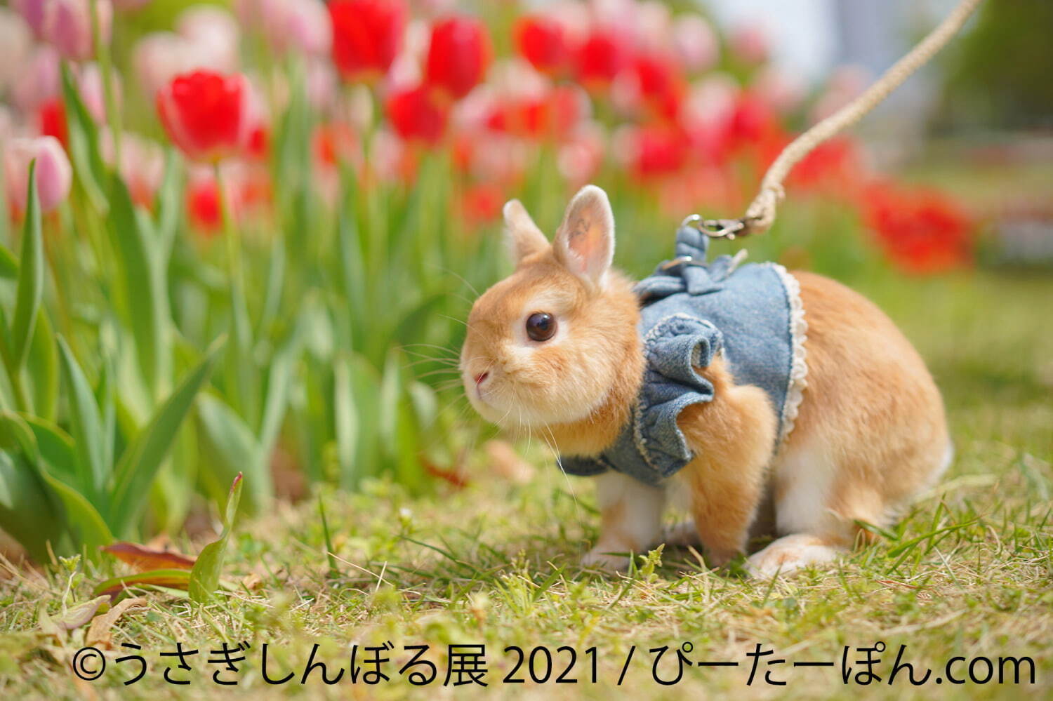 “過去最大規模”癒やしうさぎの合同写真展「うさぎしんぼる展」東京＆名古屋で、限定グッズ販売も｜写真3