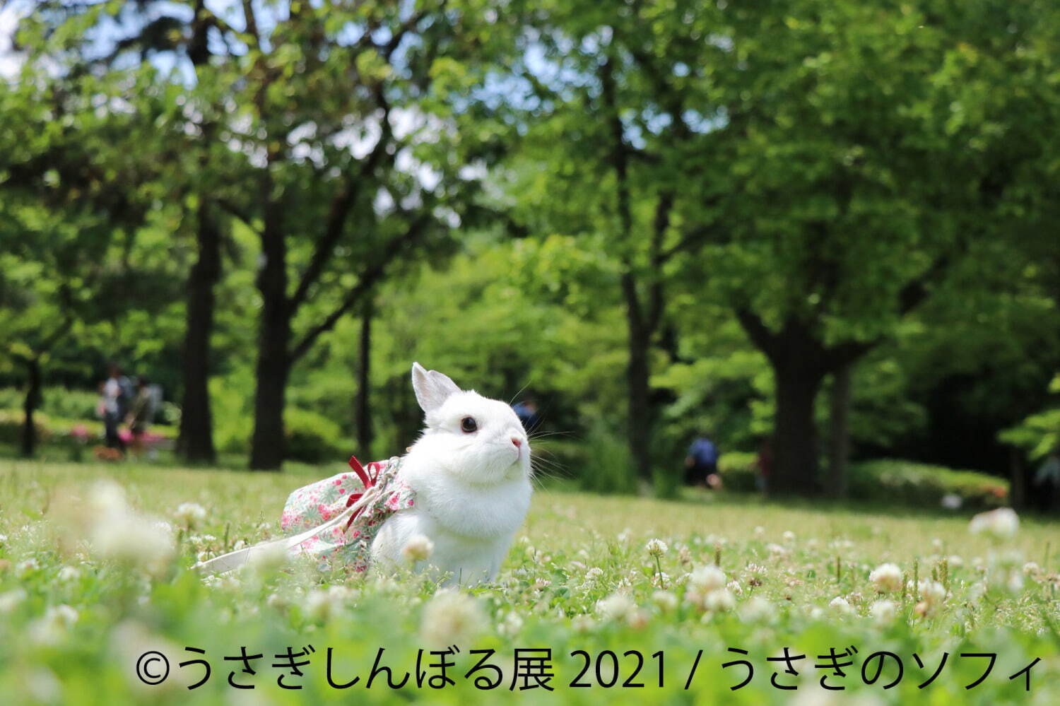 “過去最大規模”癒やしうさぎの合同写真展「うさぎしんぼる展」東京＆名古屋で、限定グッズ販売も｜写真12