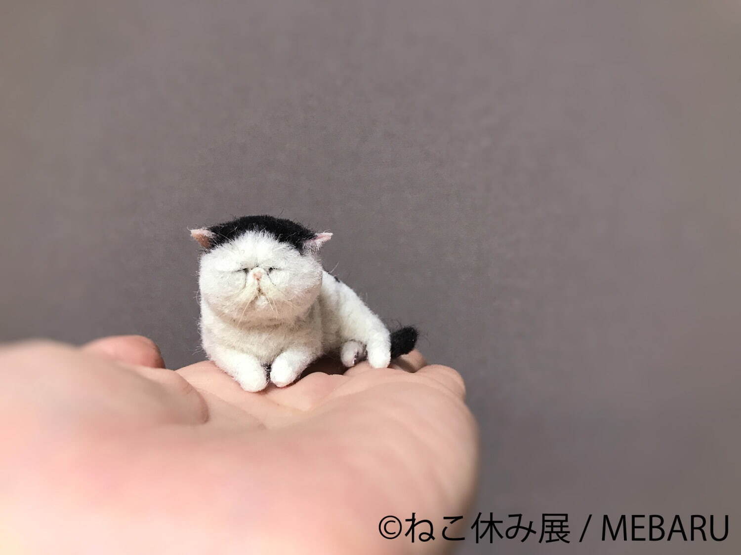 猫の写真展＆物販展「ねこ休み展」名古屋で、スター猫の“癒し”作品や限定猫グッズが大集結｜写真15