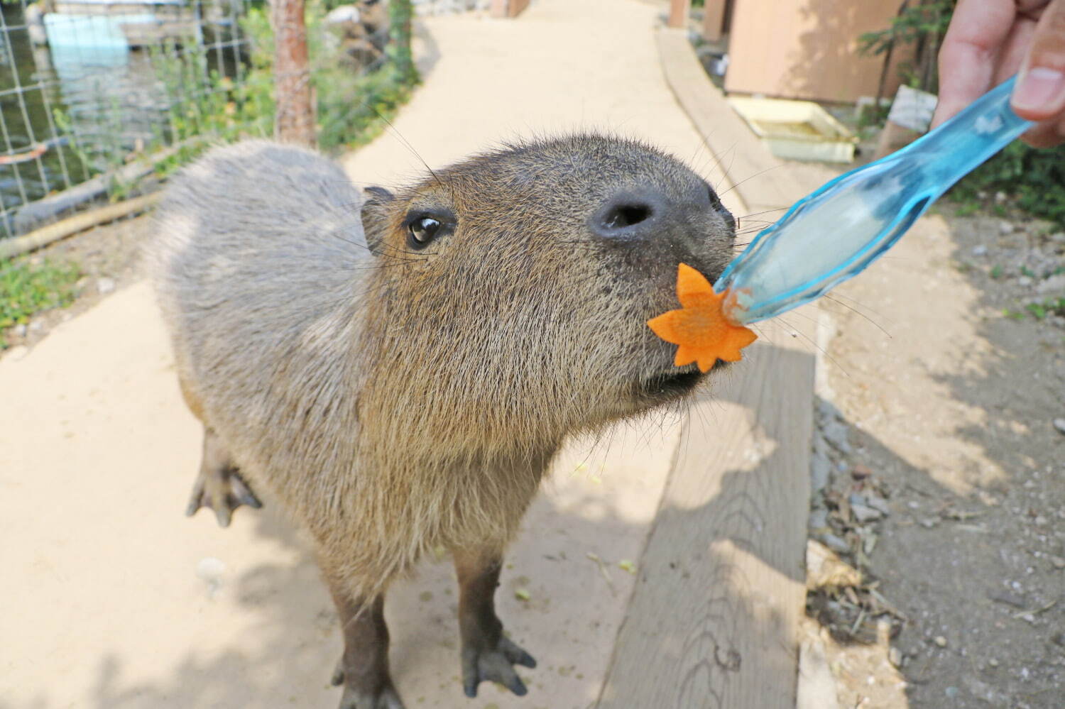 横浜 八景島シーパラダイス 秋の運動会 ペンギンの アジ食い競争 やカワウソの 障害物競走 ファッションプレス