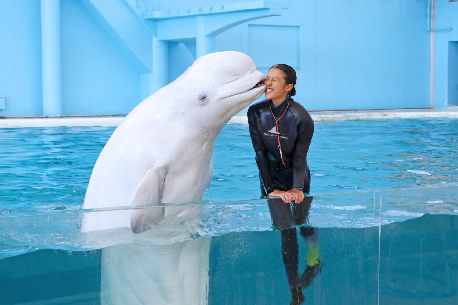 横浜・八景島シーパラダイス「秋の運動会」ペンギンの“アジ食い競争”やカワウソの“障害物競走”｜写真10