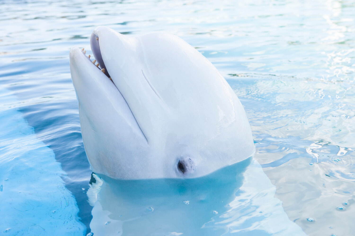 横浜・八景島シーパラダイス「秋の運動会」ペンギンの“アジ食い競争”やカワウソの“障害物競走”｜写真9