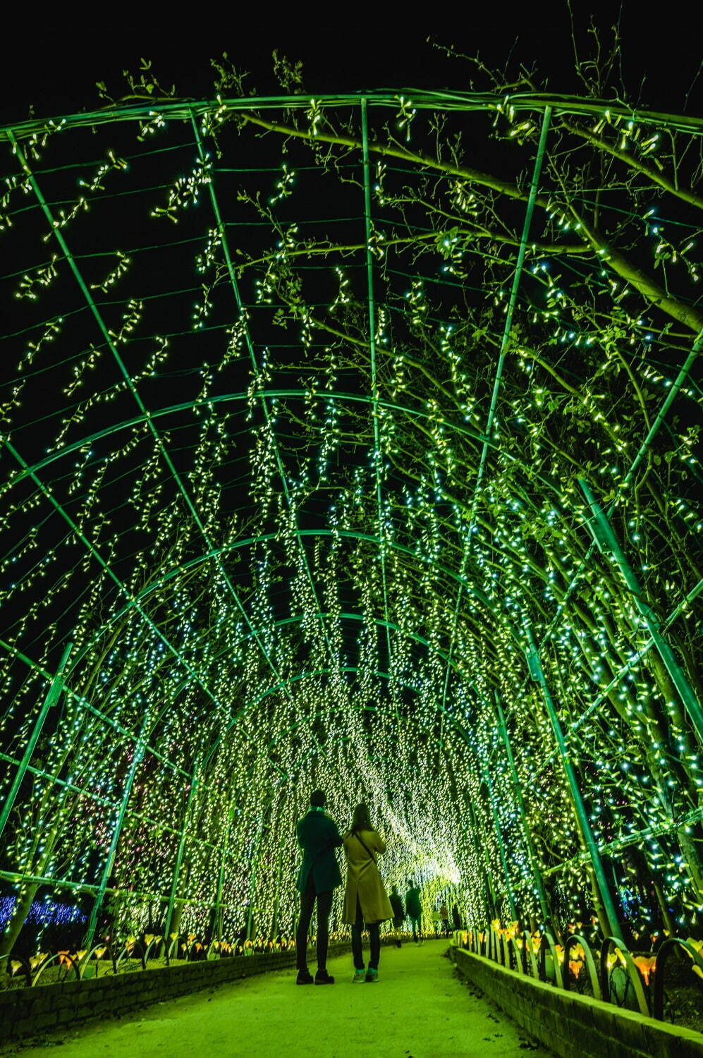 あしかがフラワーパーク“花と光”のイルミネーションイベント、咲き始めから舞い散るまで花の一生を表現｜写真8