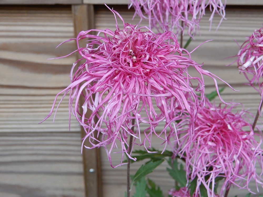 国立歴史民俗博物館「伝統の古典菊」平安・江戸時代などに生まれた“菊の花”約140種を展示｜写真10