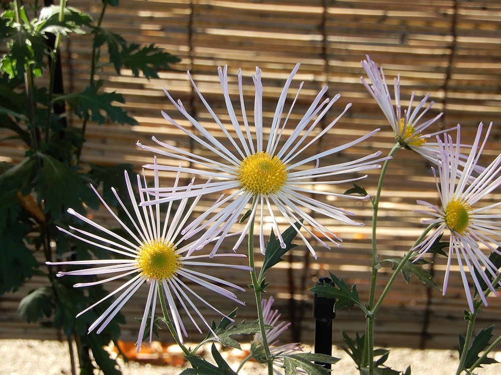 国立歴史民俗博物館「伝統の古典菊」平安・江戸時代などに生まれた“菊の花”約140種を展示｜写真3