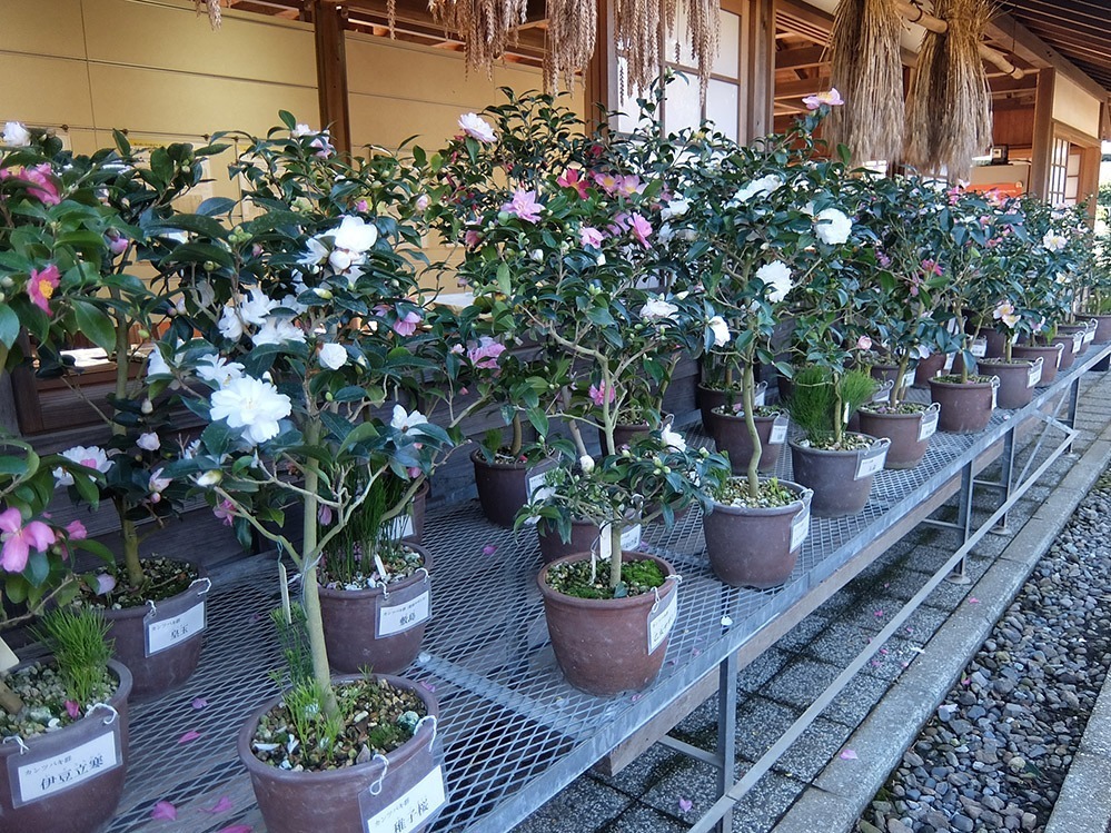 国立歴史民俗博物館「冬の華・サザンカ」日本の園芸文化を象徴する伝統植物“サザンカ”約140品種｜写真2