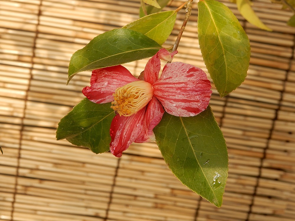 国立歴史民俗博物館「冬の華・サザンカ」日本の園芸文化を象徴する伝統植物“サザンカ”約140品種｜写真10