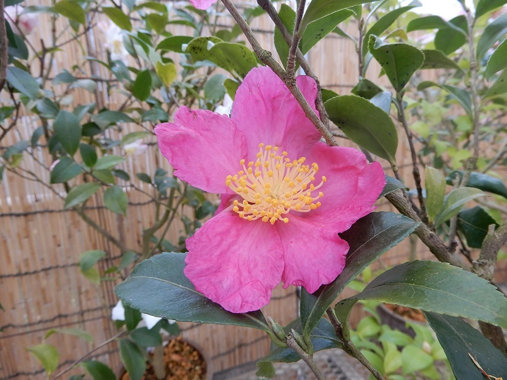 国立歴史民俗博物館「冬の華・サザンカ」日本の園芸文化を象徴する伝統植物“サザンカ”約140品種｜写真3