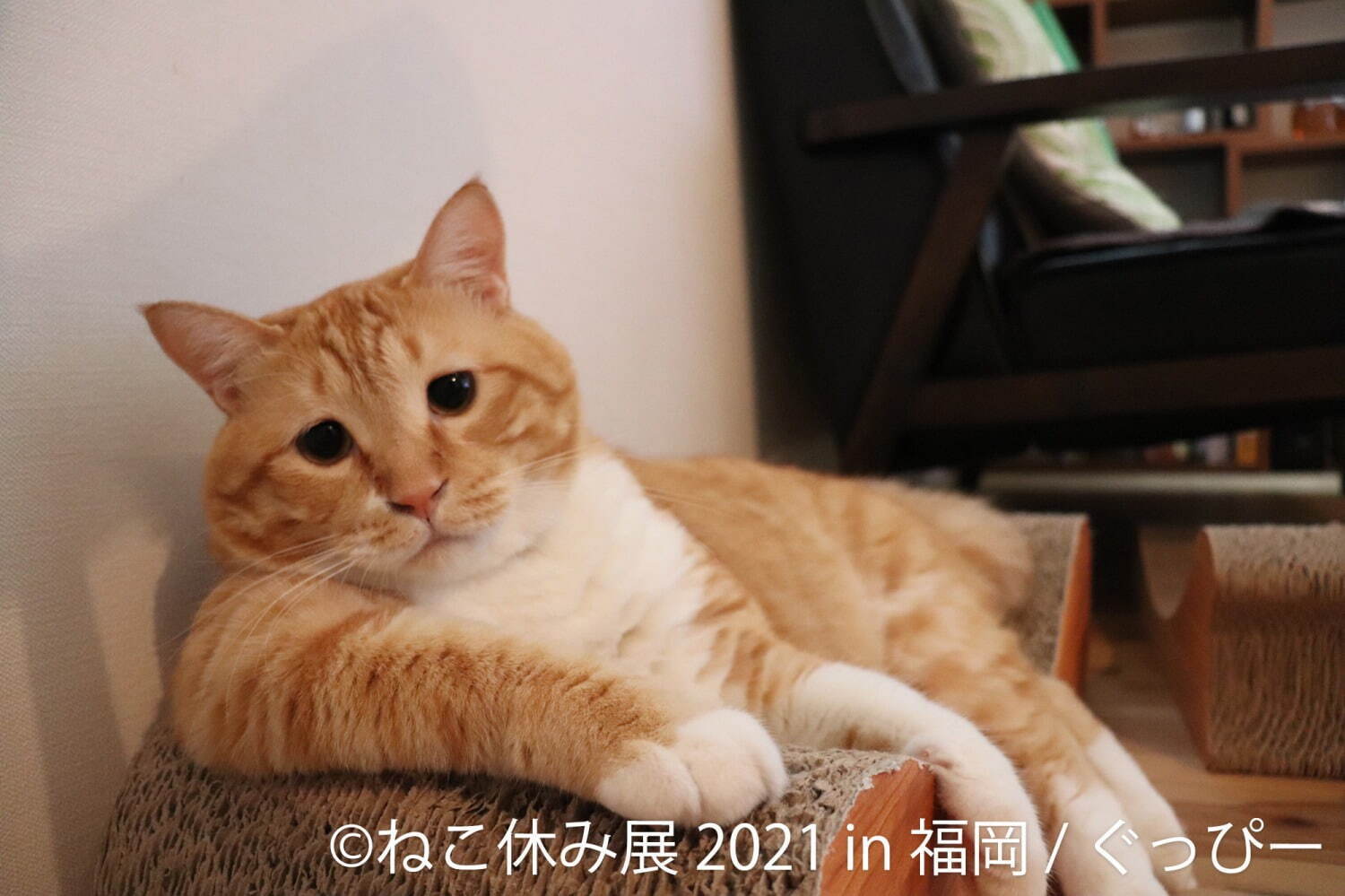 猫の合同写真展 ねこ休み展 福岡で約1年ぶり開催 癒しの猫写真など0点以上 猫グッズも ファッションプレス