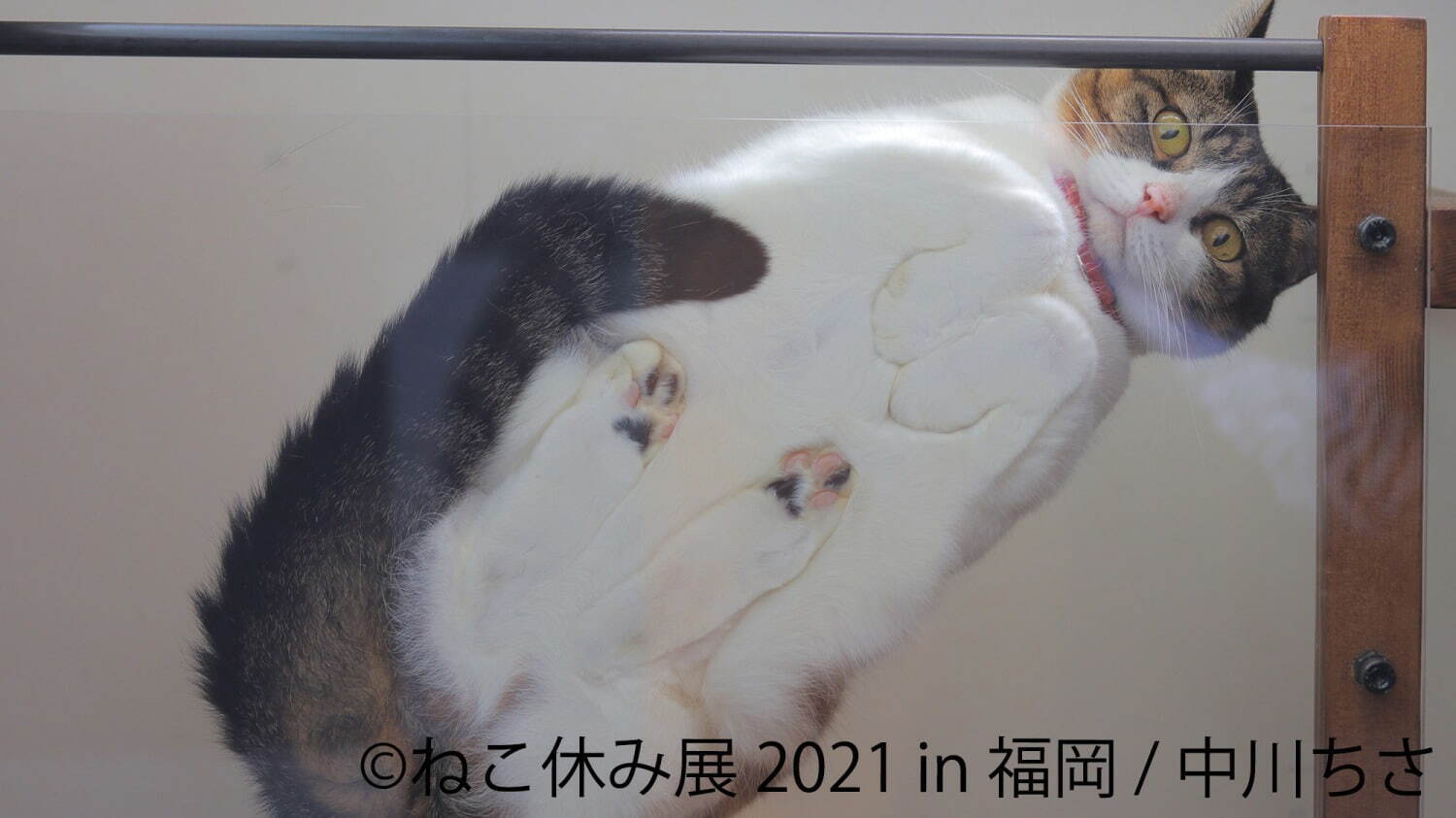 猫の合同写真展 ねこ休み展 福岡で約1年ぶり開催 癒しの猫写真など0点以上 猫グッズも ファッションプレス