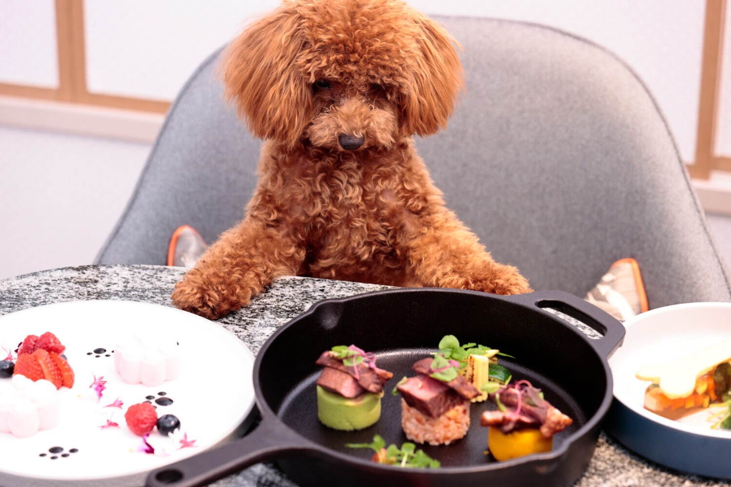 ヒルトン名古屋の豪華 犬用コースメニュー 前菜 メイン デザートを8 000円で提供 ファッションプレス