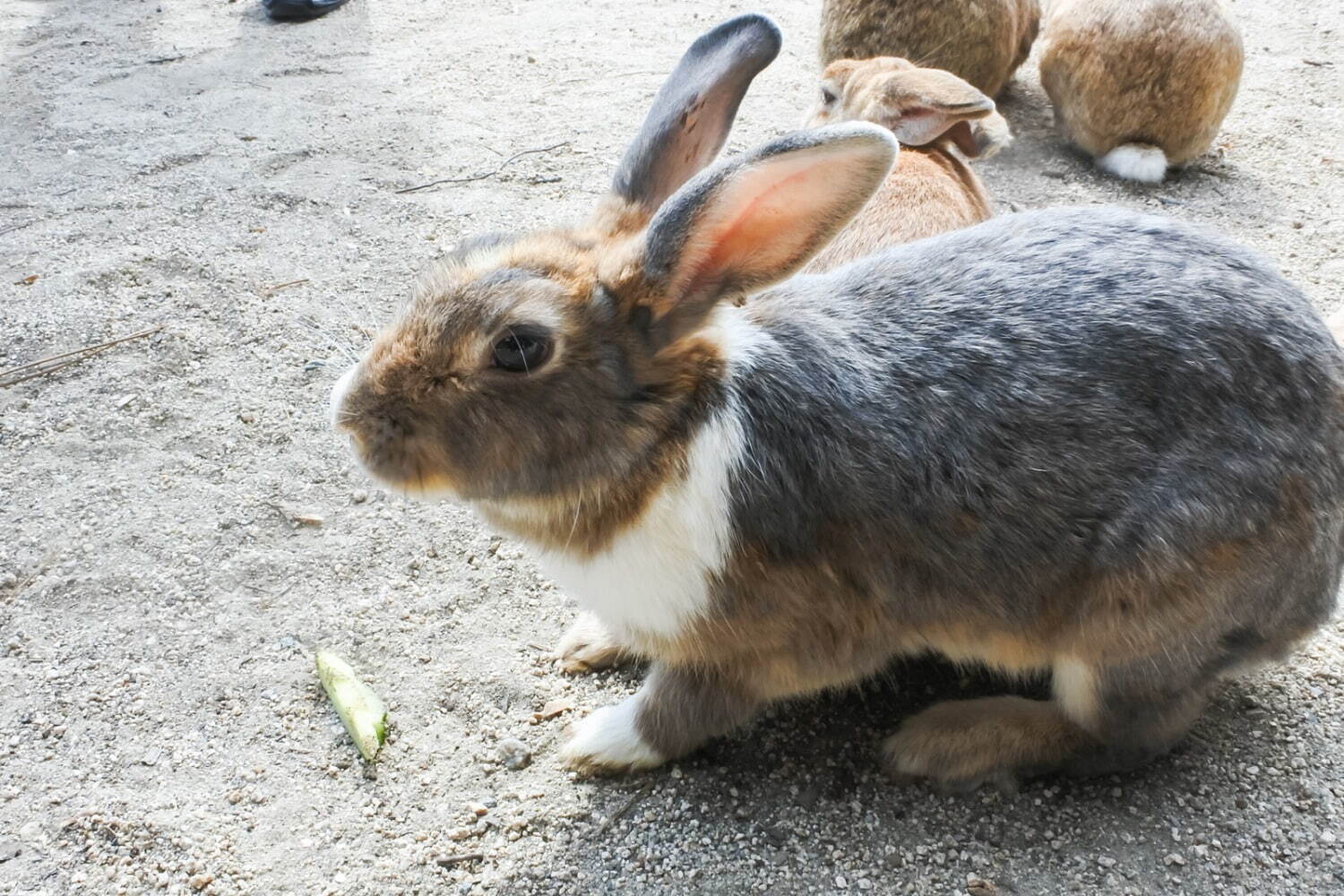 広島 瀬戸内の島巡り観光、旅行者に人気の“うさぎの楽園”大久野島やアートな生口島などモデルコース｜写真28