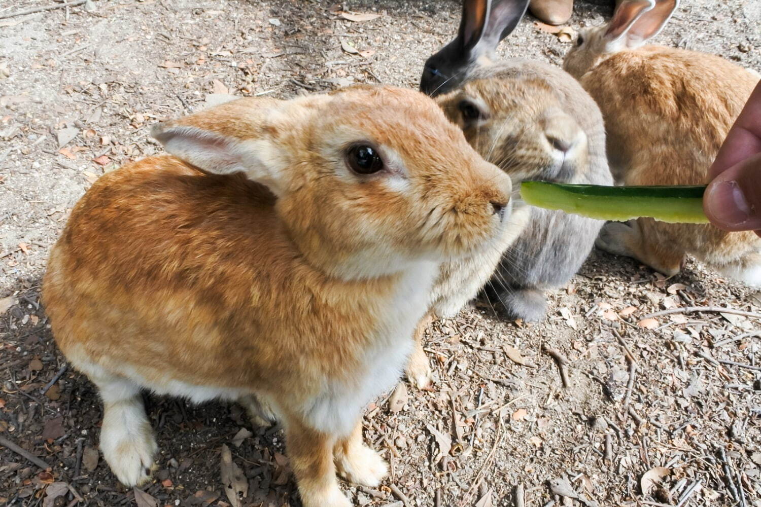 広島 瀬戸内の島巡り観光、旅行者に人気の“うさぎの楽園”大久野島やアートな生口島などモデルコース｜写真27