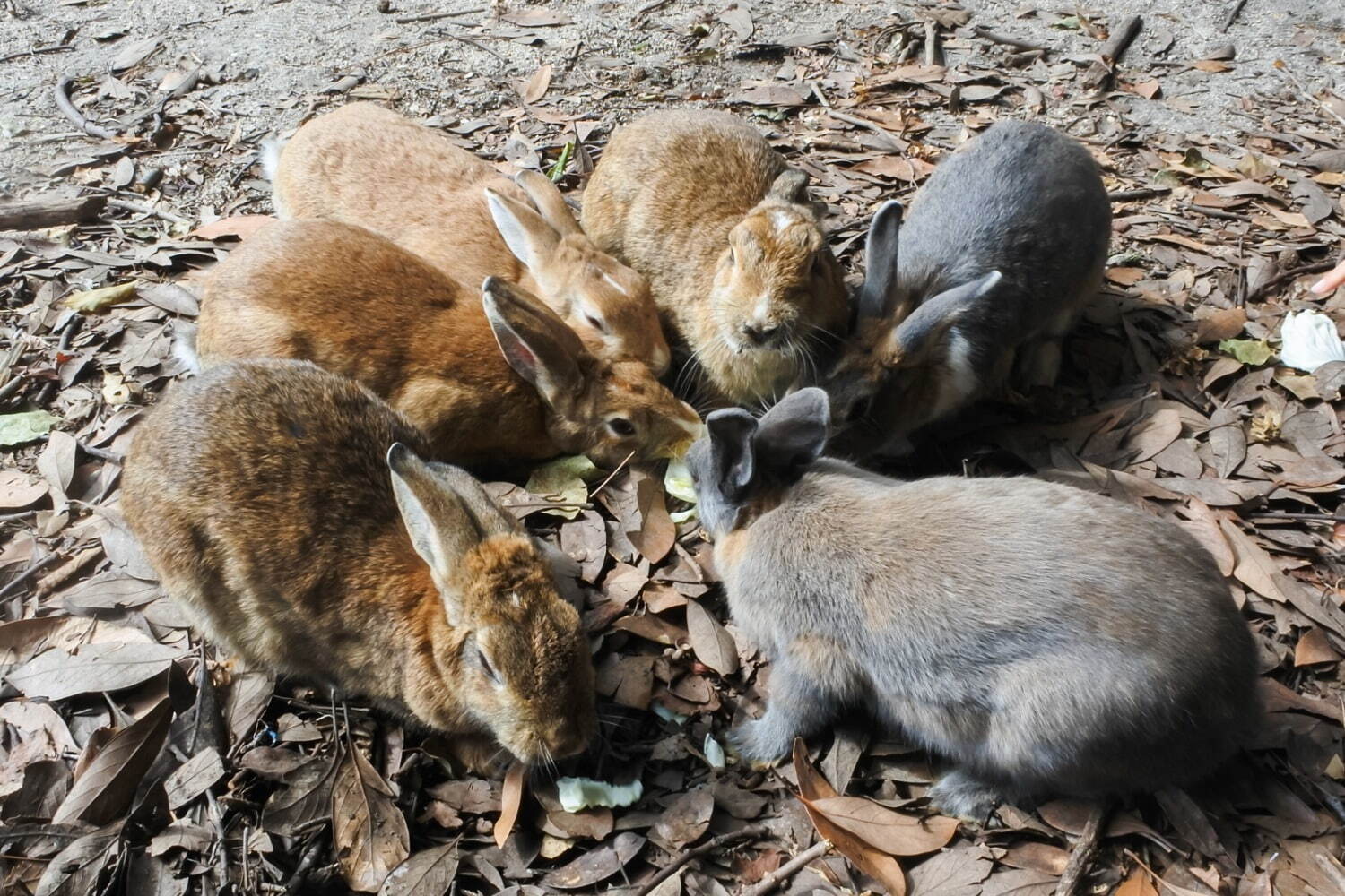 広島 瀬戸内の島巡り観光、旅行者に人気の“うさぎの楽園”大久野島やアートな生口島などモデルコース｜写真32