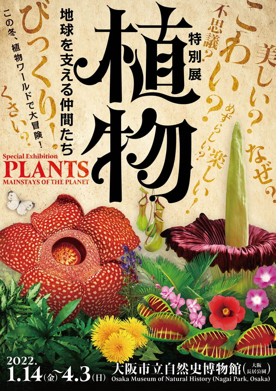 特別展「植物 地球を支える仲間たち」大阪市立自然史博物館で - 植物を全般的に紹介、最古の植物化石も｜写真16