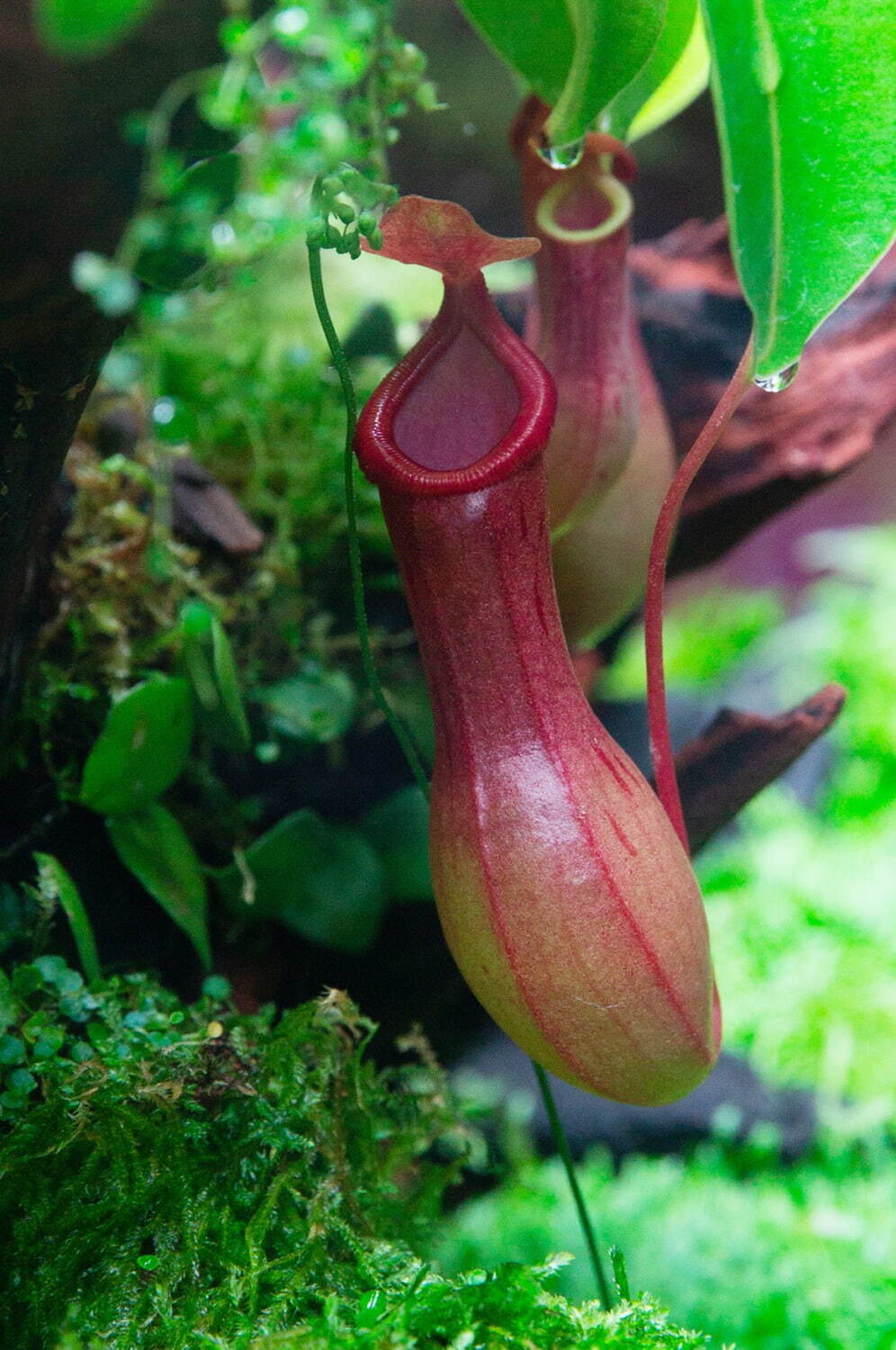 特別展「植物 地球を支える仲間たち」大阪市立自然史博物館で - 植物を全般的に紹介、最古の植物化石も｜写真9