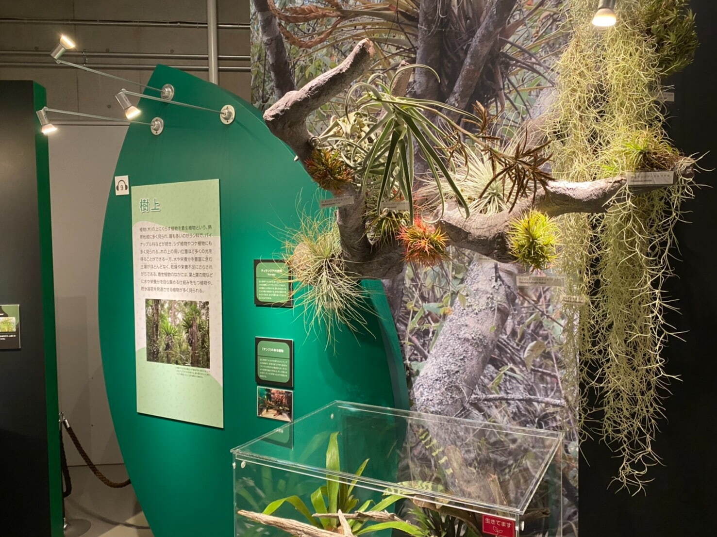 特別展「植物 地球を支える仲間たち」大阪市立自然史博物館で - 植物を全般的に紹介、最古の植物化石も｜写真13