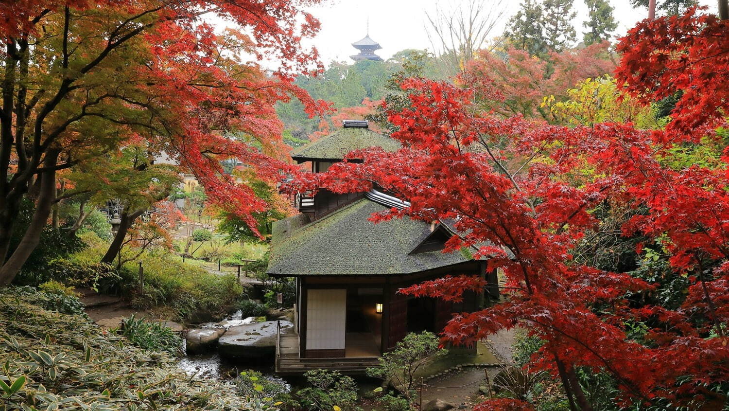 横浜「三溪園」12年ぶりに紅葉ライトアップ、重要文化財×紅葉を楽しむ