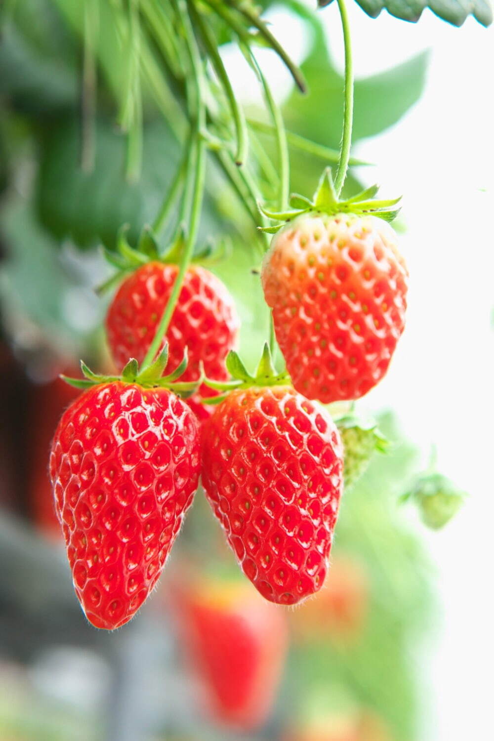 琵琶湖マリオットホテル「ストロベリー アフタヌーンティー」濃厚“蜂蜜いちご”のケーキやパフェ｜写真5